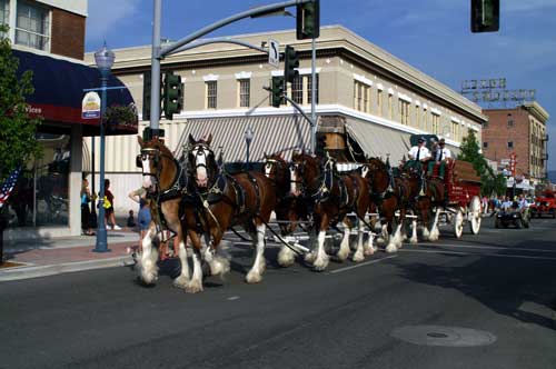 Budweiser Clydesdales